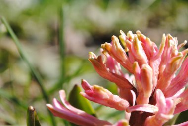 Bahçede ilk bahar çiçekleri açtı. Çok renkli sümbüller çok narin ve rafine..