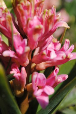 Bahçede ilk bahar çiçekleri açtı. Çok renkli sümbüller çok narin ve rafine..