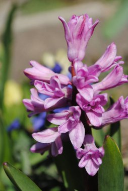 Bahçede ilk bahar çiçekleri açtı. Çok renkli sümbüller çok narin ve rafine..