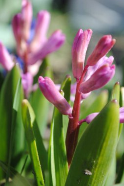 Bahçede ilk bahar çiçekleri açtı. Çok renkli sümbüller çok narin ve rafine..
