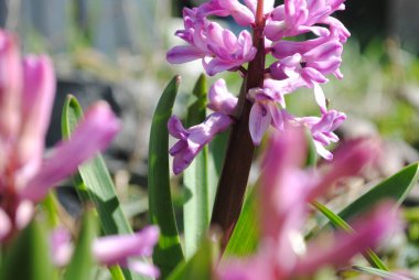 Bahçede ilk bahar çiçekleri açtı. Çok renkli sümbüller çok narin ve rafine..