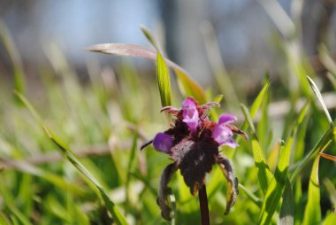 Lamium purpureum yeşil çimlerde büyüdü..