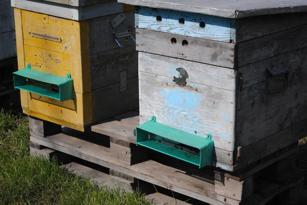 Gli Alveari Nel Giardino Sono Case Colorate Api — Foto Stock