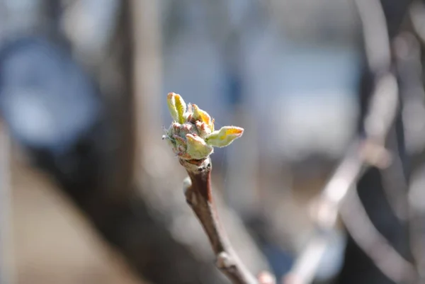 Frühling Sobald Die Ersten Warmen Tage Kommen Öffnen Alle Bäume — Stockfoto