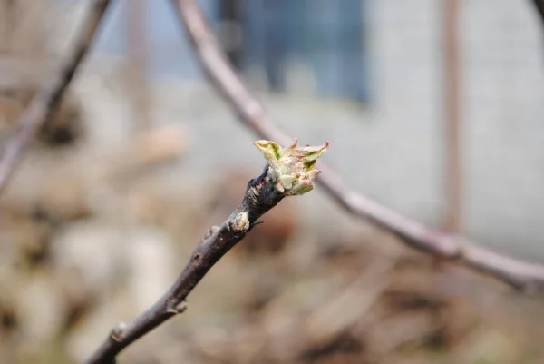 In the spring, as soon as the first warm days come, all the trees open their buds.