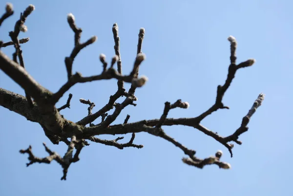 It's like a deer antler. In the spring, as soon as the first warm days come, all the trees open their buds.