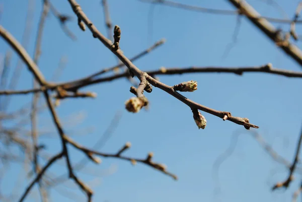 Frühling Sobald Die Ersten Warmen Tage Kommen Öffnen Alle Bäume — Stockfoto