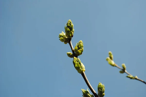 Muy Pronto Estas Serán Hermosas Inflorescencias Lila Blanca Aromática Mientras —  Fotos de Stock