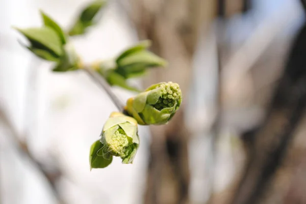 Muy Pronto Estas Serán Hermosas Inflorescencias Lila Blanca Aromática Mientras —  Fotos de Stock