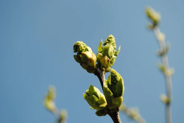 Muy Pronto Estas Serán Hermosas Inflorescencias Lila Blanca Aromática Mientras —  Fotos de Stock