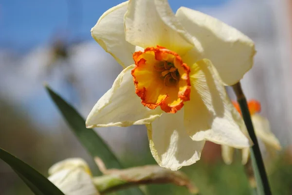 Bahar Çiçeklerinden Biri Narcissus Bahçede Çiçek Açtı Sofistike Bir Çiçek — Stok fotoğraf