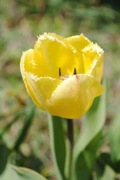 Тюльпаны Являются Основным Украшением Сада Весной Первых Густые Сочные Почки — стоковое фото