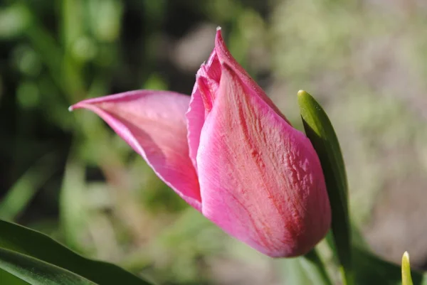 Les Tulipes Sont Décoration Principale Jardin Printemps Tout Abord Est — Photo