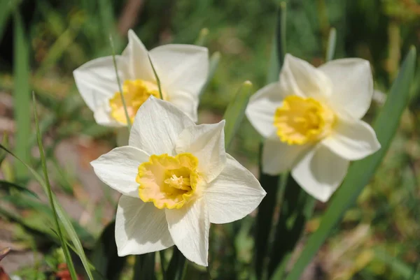 Een Van Eerste Lentebloemen Narcissen Bloeiden Tuin Dit Een Verfijnde — Stockfoto