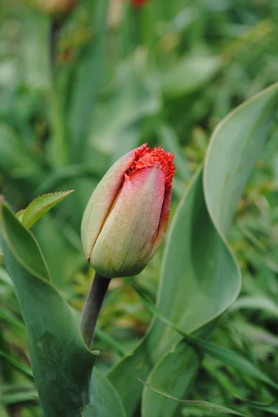 Tulpen Zijn Belangrijkste Decoratie Van Tuin Het Voorjaar Eerst Het — Stockfoto