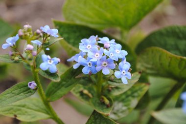 Brunnera 'da. Unutma beni, bahar ve yaz boyunca çiçek açar. Sanki bir sürü mavi göz sana yeşil yaprakların altından bakıyor..