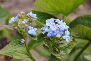 Brunnera 'da. Unutma beni, bahar ve yaz boyunca çiçek açar. Sanki bir sürü mavi göz sana yeşil yaprakların altından bakıyor..