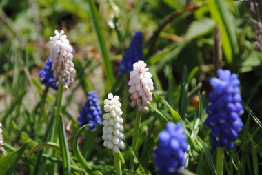 İlk bahar çiçeklerinden biri. Muscari bahçede çiçek açtı. Tomurcukları taze ve sulu. Ve böcekler nektarlarını denemek için acele ederler..