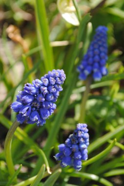 İlk bahar çiçeklerinden biri. Muscari bahçede çiçek açtı. Tomurcukları taze ve sulu. Ve böcekler nektarlarını denemek için acele ederler..