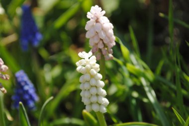 İlk bahar çiçeklerinden biri. Muscari bahçede çiçek açtı. Tomurcukları taze ve sulu. Ve böcekler nektarlarını denemek için acele ederler..