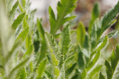 Bunlar dekoratif bir gelinciğin yaprakları. Yeşil arka planda bir sürü beyaz villi var. Bu yüzden, yumuşaklar..