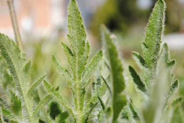 Bunlar dekoratif bir gelinciğin yaprakları. Yeşil arka planda bir sürü beyaz villi var. Bu yüzden, yumuşaklar..