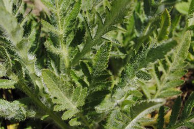 Bunlar dekoratif bir gelinciğin yaprakları. Yeşil arka planda bir sürü beyaz villi var. Bu yüzden, yumuşaklar..