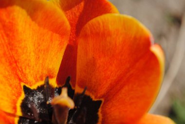 Laleler baharda bahçenin ana süslemesidir. Önce yeşil yapraklı sulu tomurcuklar. Ve sonra birçok zarif çiçek açar..