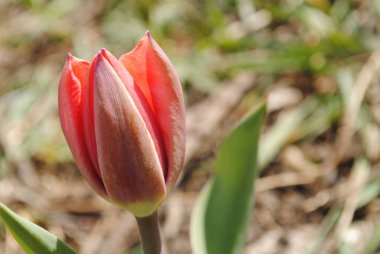 Laleler baharda bahçenin ana süslemesidir. Önce yeşil yapraklı sulu tomurcuklar. Ve sonra birçok zarif çiçek açar..