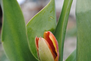 Laleler baharda bahçenin ana süslemesidir. Önce yeşil yapraklı sulu tomurcuklar. Ve sonra birçok zarif çiçek açar..