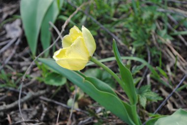 Laleler baharda bahçenin ana süslemesidir. Önce yeşil yapraklı sulu tomurcuklar. Ve sonra birçok zarif çiçek açar..