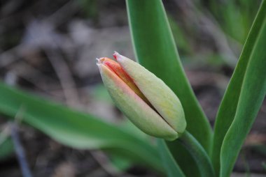 Laleler baharda bahçenin ana süslemesidir. Önce yeşil yapraklı sulu tomurcuklar. Ve sonra birçok zarif çiçek açar..