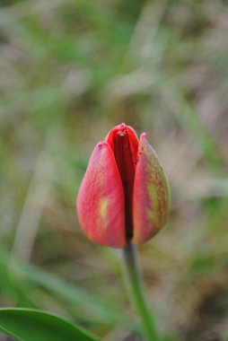 Laleler baharda bahçenin ana süslemesidir. Önce yeşil yapraklı sulu tomurcuklar. Ve sonra birçok zarif çiçek açar..