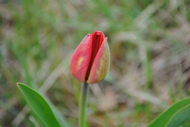 Laleler baharda bahçenin ana süslemesidir. Önce yeşil yapraklı sulu tomurcuklar. Ve sonra birçok zarif çiçek açar..