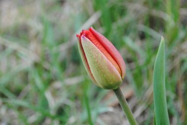 Laleler baharda bahçenin ana süslemesidir. Önce yeşil yapraklı sulu tomurcuklar. Ve sonra birçok zarif çiçek açar..