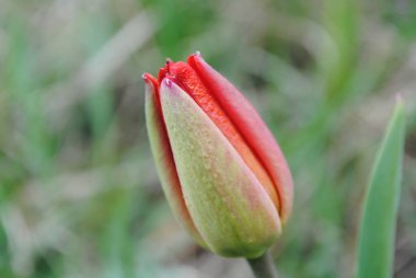 Laleler baharda bahçenin ana süslemesidir. Önce yeşil yapraklı sulu tomurcuklar. Ve sonra birçok zarif çiçek açar..
