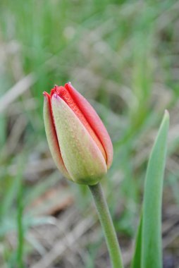 Laleler baharda bahçenin ana süslemesidir. Önce yeşil yapraklı sulu tomurcuklar. Ve sonra birçok zarif çiçek açar..