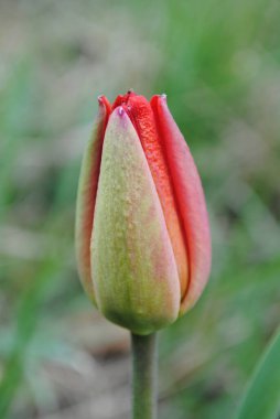 Laleler baharda bahçenin ana süslemesidir. Önce yeşil yapraklı sulu tomurcuklar. Ve sonra birçok zarif çiçek açar..
