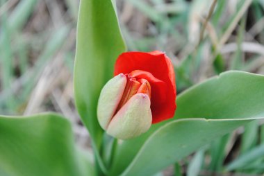 Laleler baharda bahçenin ana süslemesidir. Önce yeşil yapraklı sulu tomurcuklar. Ve sonra birçok zarif çiçek açar..