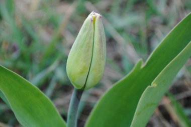 Laleler baharda bahçenin ana süslemesidir. Önce yeşil yapraklı sulu tomurcuklar. Ve sonra birçok zarif çiçek açar..