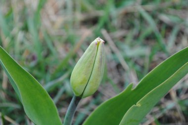Laleler baharda bahçenin ana süslemesidir. Önce yeşil yapraklı sulu tomurcuklar. Ve sonra birçok zarif çiçek açar..