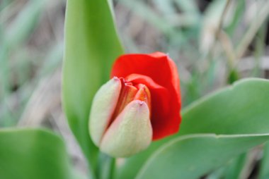 Laleler baharda bahçenin ana süslemesidir. Önce yeşil yapraklı sulu tomurcuklar. Ve sonra birçok zarif çiçek açar..