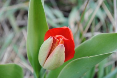 Laleler baharda bahçenin ana süslemesidir. Önce yeşil yapraklı sulu tomurcuklar. Ve sonra birçok zarif çiçek açar..