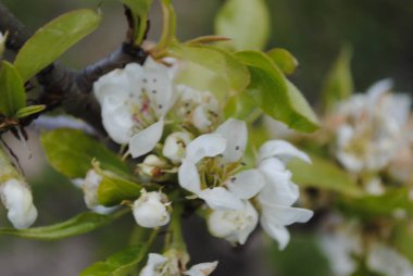İlkbaharda tüm bitkiler ve ağaçlar çiçek açar. Çiçek açan bahçeler çiçeklerinin hoş kokusuyla doldurur havayı..