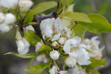 İlkbaharda tüm bitkiler ve ağaçlar çiçek açar. Çiçek açan bahçeler çiçeklerinin hoş kokusuyla doldurur havayı..
