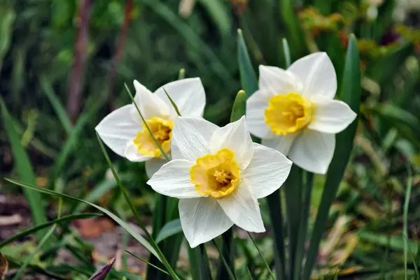 Une Des Premières Fleurs Printanières Narcisse Fleurit Dans Jardin Est — Photo