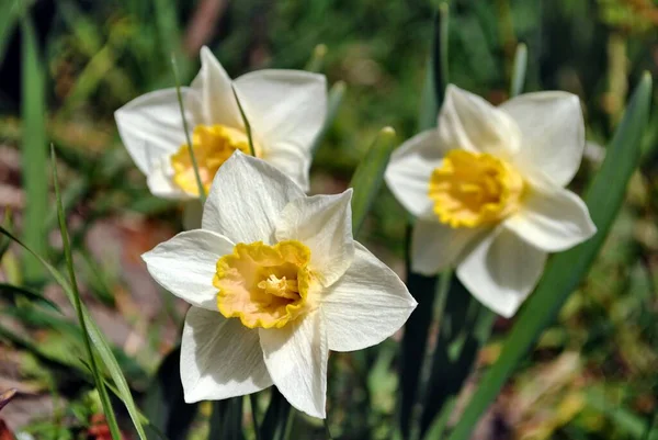 Första Vårblommorna Narcissus Blommade Trädgården Det Här Sofistikerad Blomma Det — Stockfoto