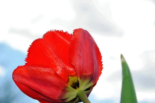 Tulipani Sono Decorazione Principale Del Giardino Primavera Primo Luogo Germogli — Foto Stock