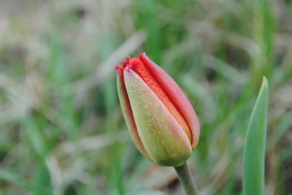 Les Tulipes Sont Décoration Principale Jardin Printemps Tout Abord Est — Photo