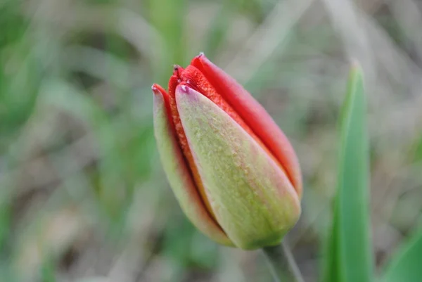 チューリップは春の庭の主な装飾です 緑色の葉に密集したジューシーな芽です そして多くの優雅な花を咲かせ — ストック写真
